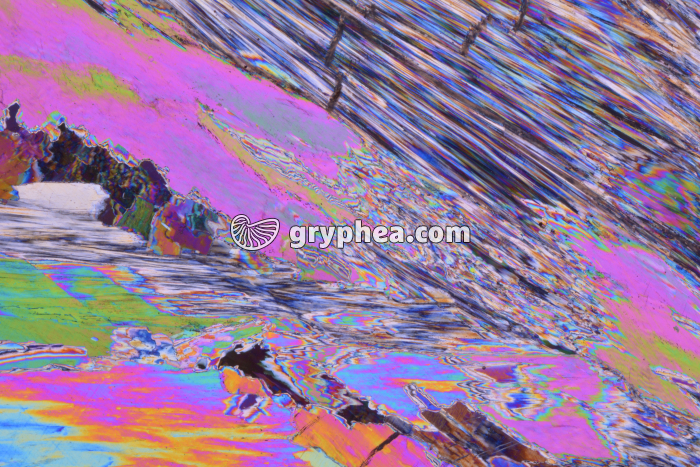 Gypse LPA x3,5 - gryphea.com